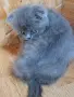 шотландски красоти , снимка 16