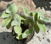 Сукулент Tradescantia sillamontana растение , снимка 2