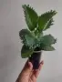 Каланхое, kalanchoe mexican hat, снимка 1