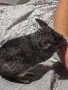 женска чинчила на 5 месеца , снимка 4