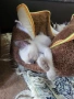 Сиамски котета , снимка 3