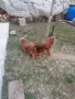 Кокер Шпаньол - , снимка 7