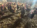 Кокошки Ломан Браун, снимка 3