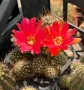 Кактус Chamaecereus hyb cv. Inca Sunset, снимка 1