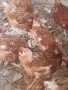 Кокошки носачки 4 евро , снимка 7