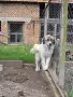 Подарявам каракачанки , снимка 2