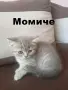 Шотландски и британски котета, снимка 3