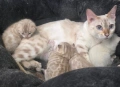 Бенгалски котета, снимка 9
