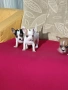 Чихуахуа мини , снимка 9