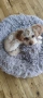 ПРОДАВАМ Той пудел (Toy Poodle), снимка 2