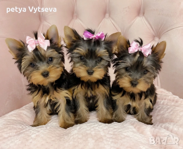 Продавам йрки, снимка 2 - Йоркширски териер - 54616954