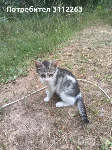 Подаряват се малки котета, снимка 4 - Други - 55337226