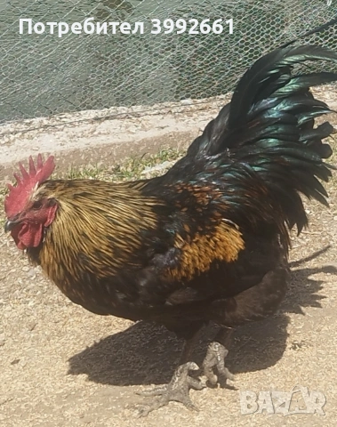 Продавам 11 месечни петли, снимка 4 - Кокошки и пуйки - 54133066