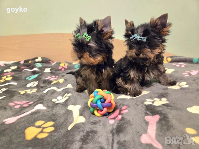 йорки, снимка 2 - Йоркширски териер - 53978443