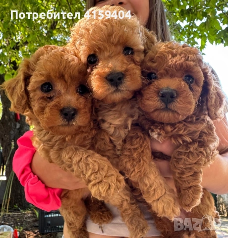 Той пудел & Мини пудел