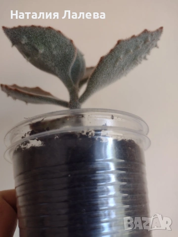 Каланхое, kalanchoe beharensis Fang, снимка 2 - Стайни растения - 55231537