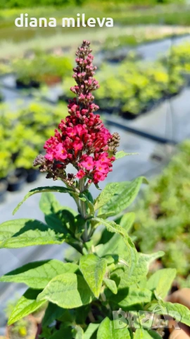 Buddleja dav. Butterfly Candy Little Ruby, снимка 8 - Градински цветя и растения - 54840666