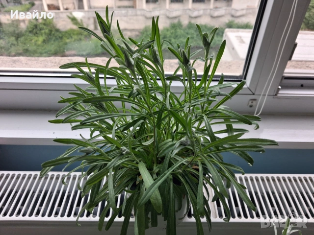 Leontopodium alpinum - Еделвайс с цвят, снимка 2 - Разсади - 54567222