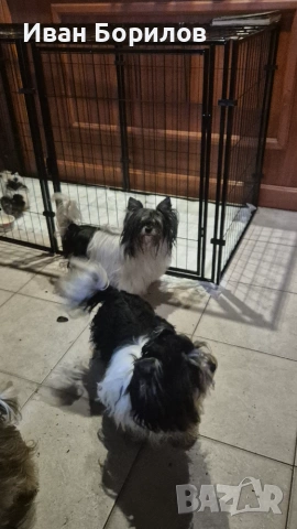 Biewer terrier , снимка 5 - Йоркширски териер - 55030765