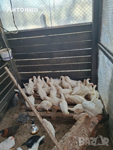 ярки лекхорни , снимка 3 - Кокошки и пуйки - 54126689