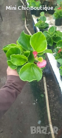 🌸 Цъфнала Бегония за 1€/бр! (Мин. 10 бр.) – Топ цена на пазара! 🌸, снимка 2 - Разсади - 54796522