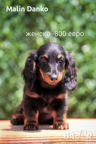   Малки  даклечета , снимка 13 - Дакели - 54501665