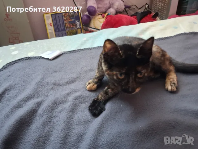 Бездомно женско коте, снимка 10 - Други - 55446529