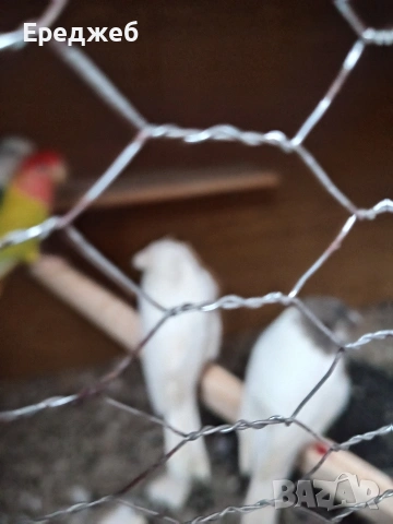 продавам канарчетата чифт 