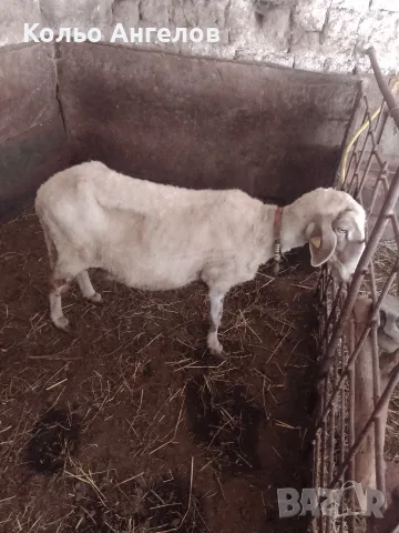 Продавам овца за клане