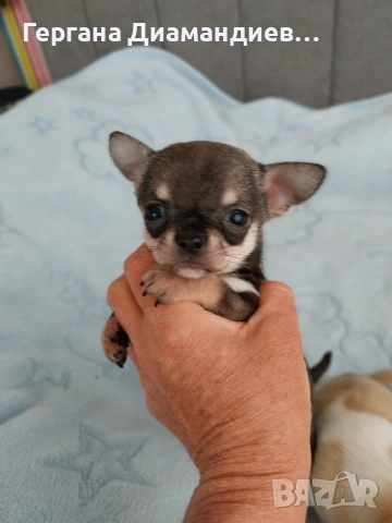 мини чихуахуа , снимка 3 - Чихуахуа - 53993583