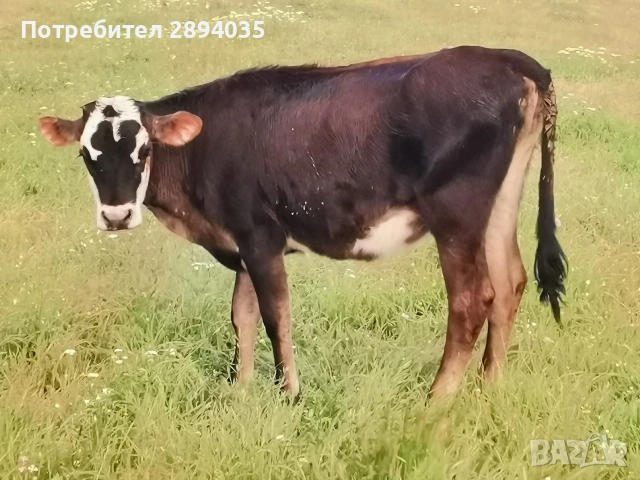 телета, снимка 4 - Крави - 55076384