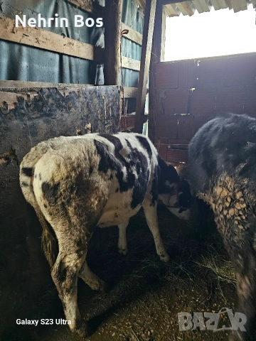 2 jenski teleta po na 5 mesetsa, снимка 3 - Крави - 54609284
