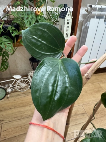 Hoya Хоя Latifolia Big Green Leaves 