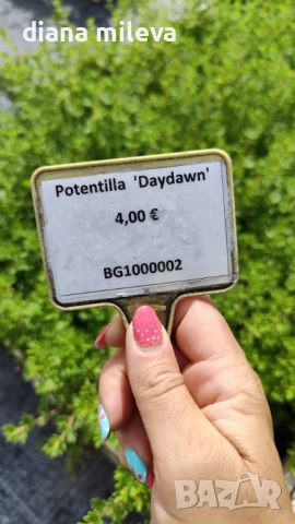 Потентила, Potentilla fruticosa 'Daydawn', студоустойчива и многогодишна, снимка 12 - Градински цветя и растения - 54795646