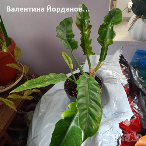 стайни цветя , снимка 12 - Стайни растения - 54590866