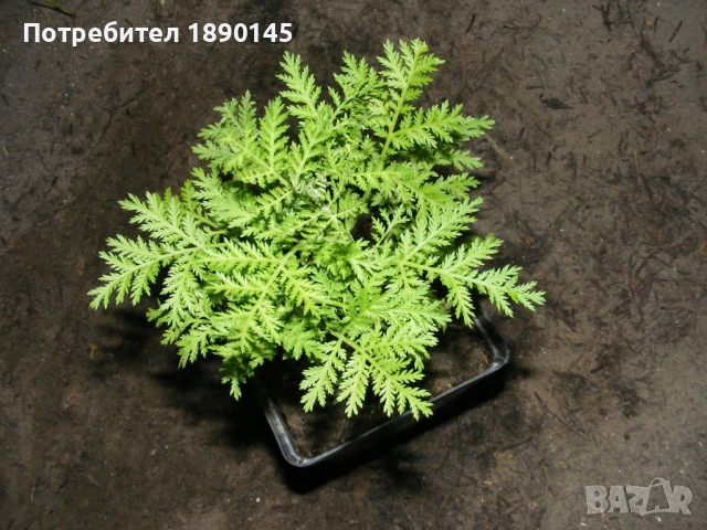 Сладък пелин разсад продавам, снимка 2 - Градински цветя и растения - 54641138
