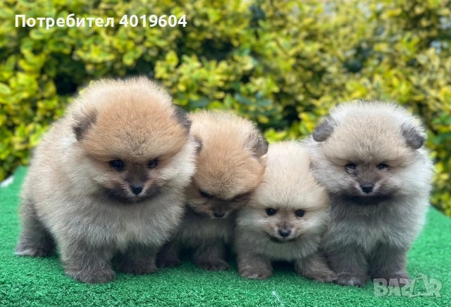 Малки померанчета , снимка 11 - Померан - 54754572