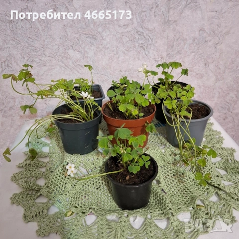 Оксалис /Детелина Бяла и Розова , снимка 9 - Градински цветя и растения - 54510708