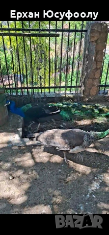 Пауни, снимка 3 - други­ - 54465196