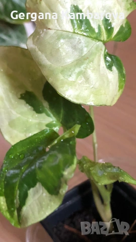 Syngonium Three Kings 