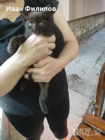 Подарявам малки котета, снимка 4 - Други - 55494205