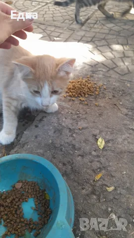 Добри котета,търсят дом.София, снимка 7 - Други - 55605019