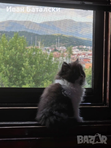Персийски Котенца !!!, снимка 5 - Персийска - 54856152