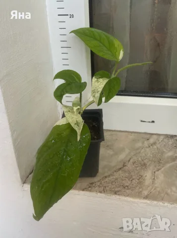 Epipremnum Pinatum Marble, снимка 3 - Стайни растения - 55282351