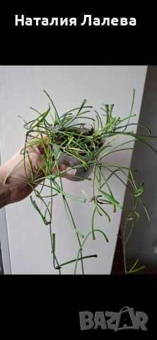 Хоя, hoya Retusa, снимка 2 - Стайни растения - 54590250