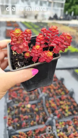 Червен седум Пурпурна Зима, Sedum spirium " Purpur Winter ", снимка 6 - Градински цветя и растения - 46784135