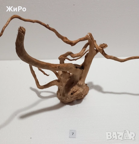 Корен от Азалия /декорация/ 7, снимка 5 - Други - 53396765