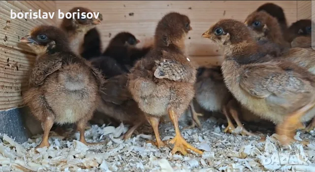 Малки пилета и пъдпъдъци!, снимка 2 - Кокошки и пуйки - 54910727