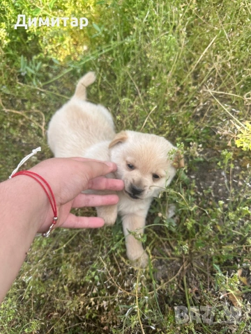 Кученца, снимка 3 - Други - 54587650