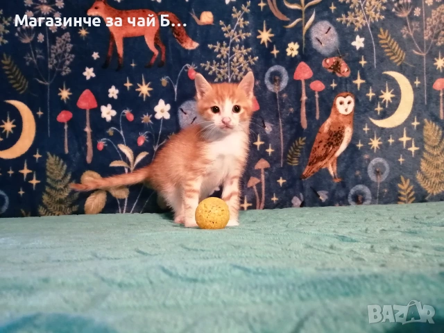 Коте за осиновяване, снимка 4 - Други - 54978668